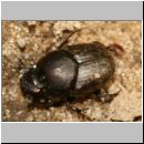 Onthophagus sp - Dungkaefer 03b 7mm Lehmgrube.jpg